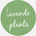 Lavande Plants - Home